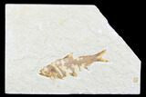 Detailed Fossil Fish (Knightia) - Wyoming #176352-1